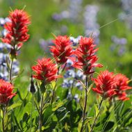 Rosemarie falls in wildflowers